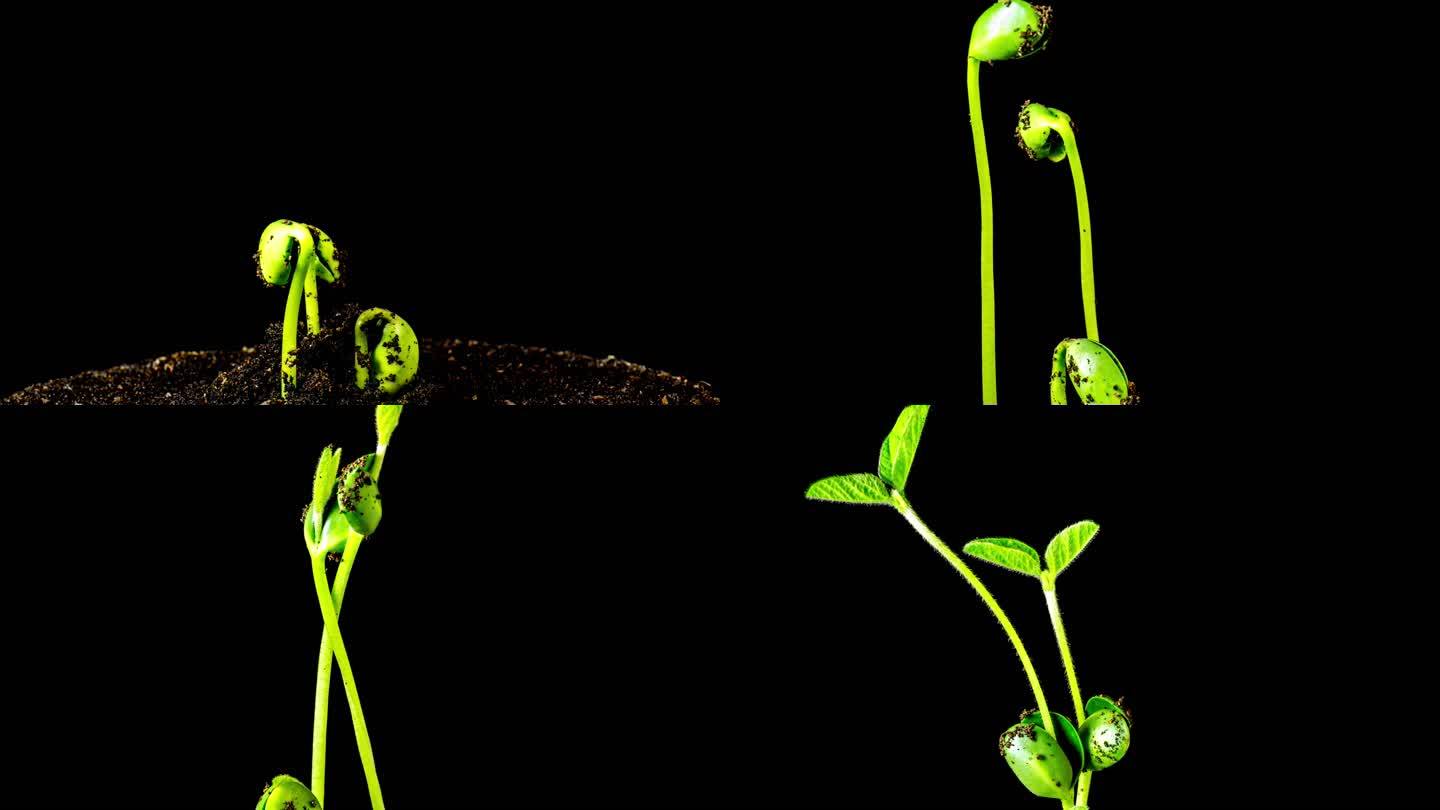4K Timelapse视频，在黑色背景下拍摄三个大豆从豆芽中生长和旋转的地面视图。