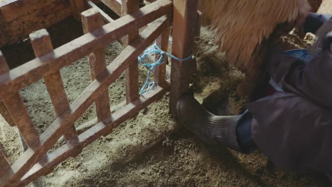 养羊业。一天结束时，在奶牛场手工挤奶。畜牧场的传统农业。