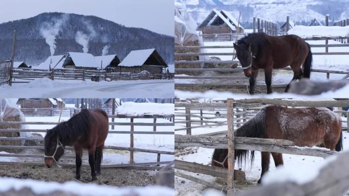 马吃草 栅栏 冬季牧民