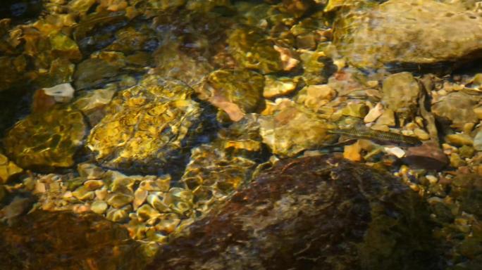 超清视频 升格  山间小溪美丽小鱼