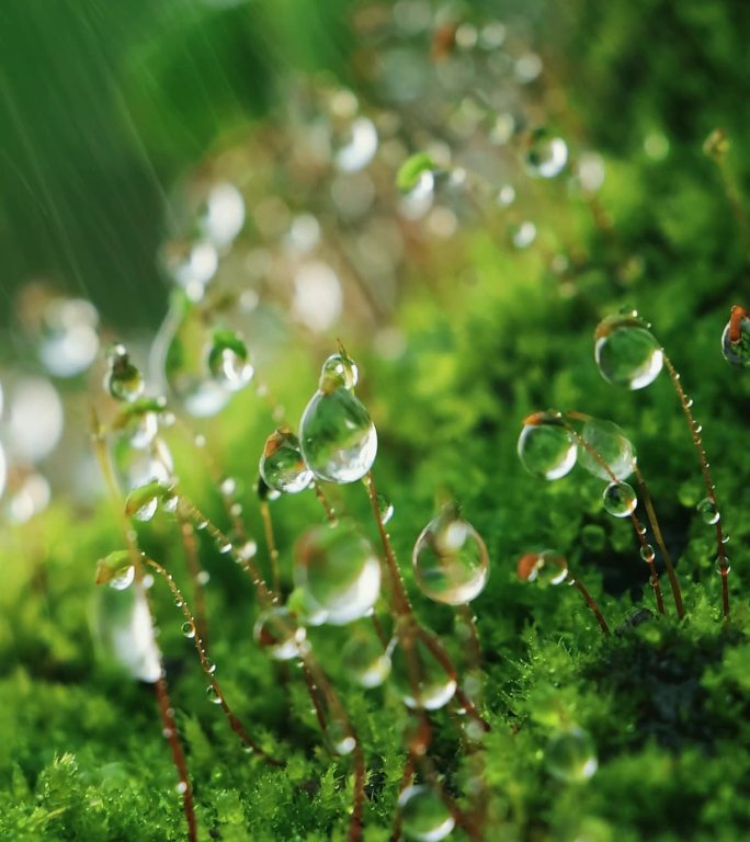 苔藓雨滴 竖版