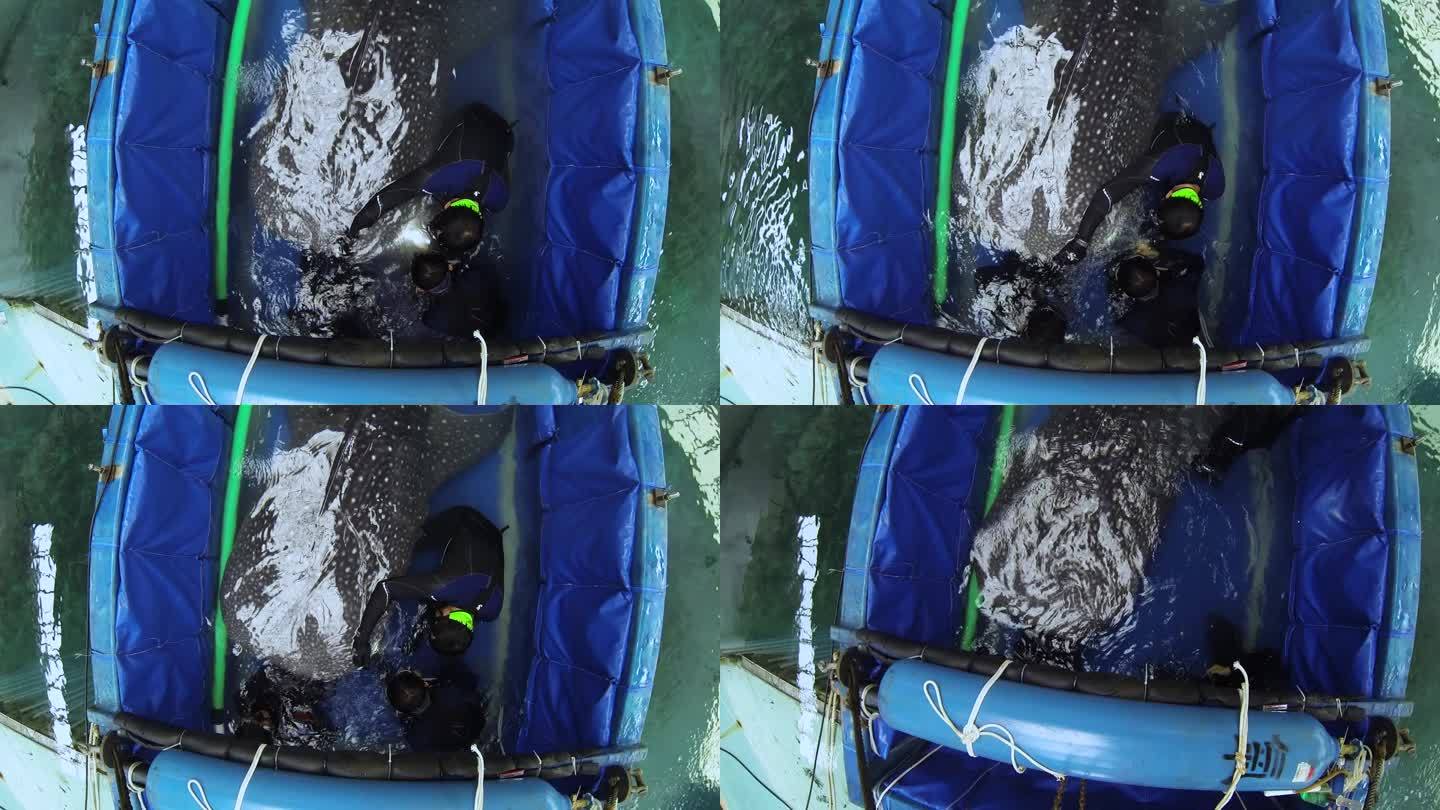 潜水员 吊厢清洁 动物运输 鲸鲨转运
