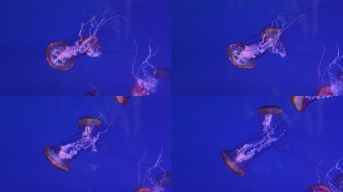 海洋世界的水母