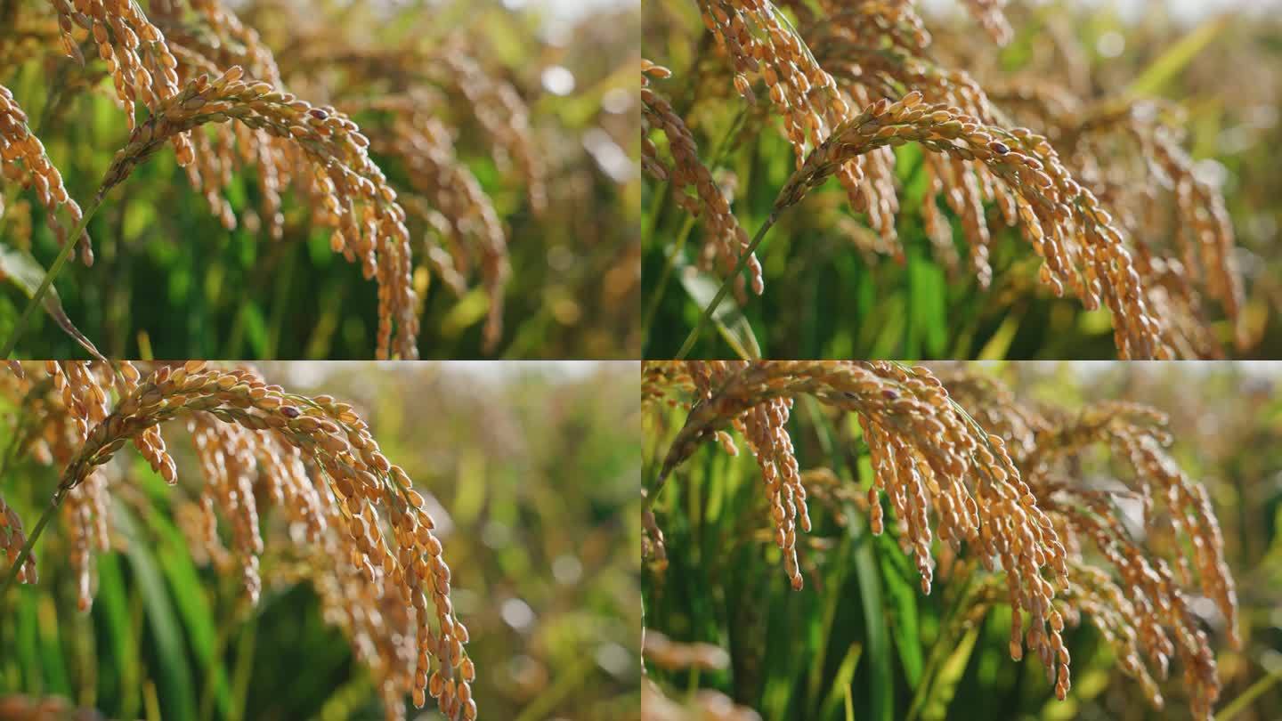 4k金黄色成熟的稻穗水稻稻田