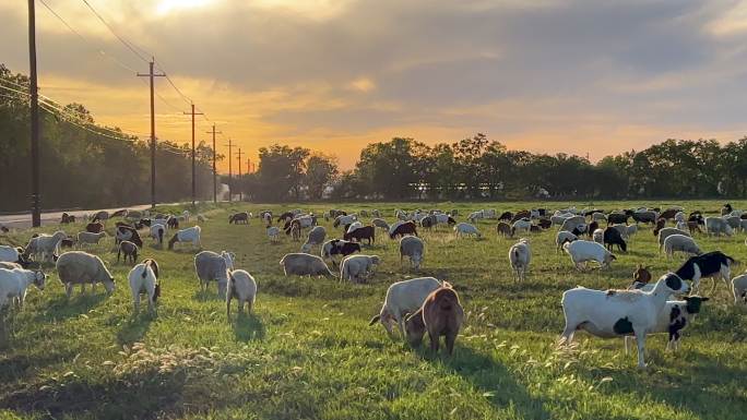 草地上吃草的绵羊和山羊