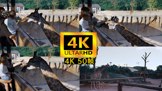 4k动物园投喂长颈鹿