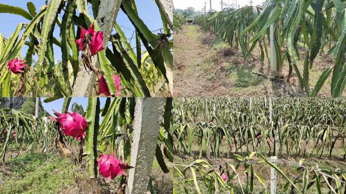 实拍火龙果采摘种植火龙果基地果园火龙果