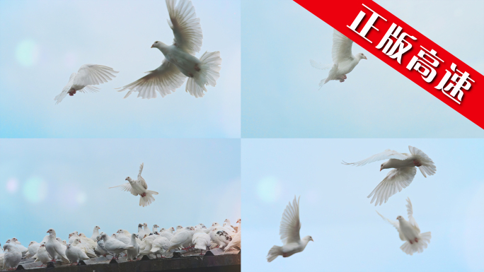 鸟白鸽鸽子飞翔翱翔气流自由动力学动物鸟类