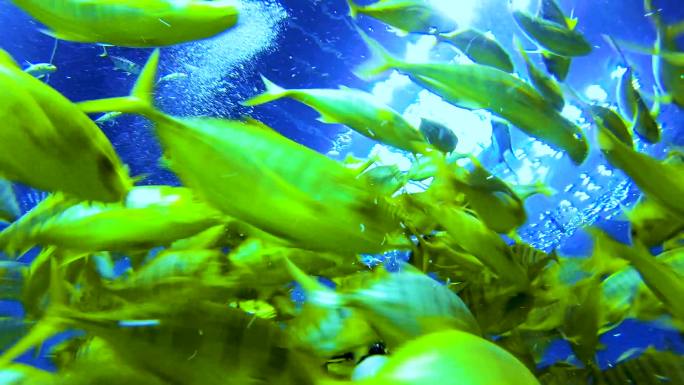 海洋馆 潜水员 鱼群 动物饲养