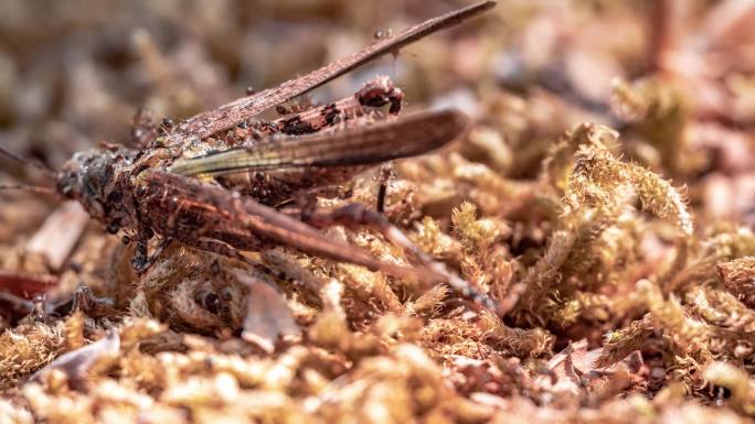 微观世界、蚂蚁分解昆虫延时