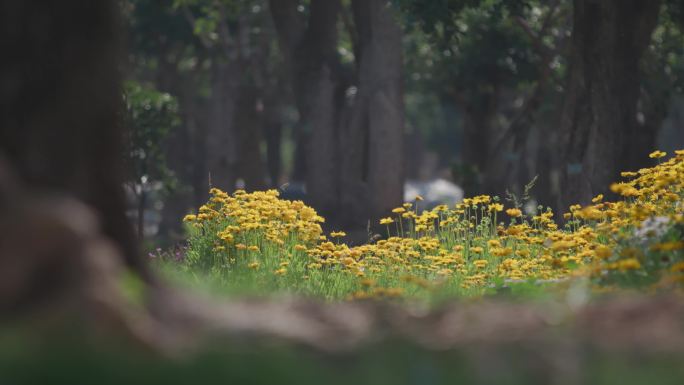 小黄花