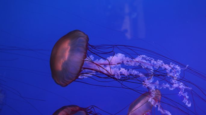 海洋世界的水母