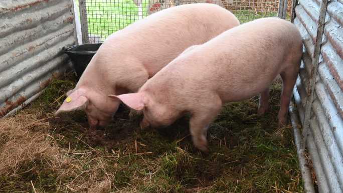 两只小猪在猪圈里吃东西