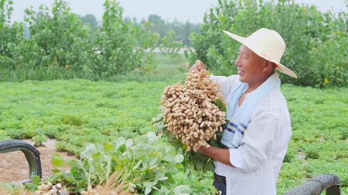 现挖花生