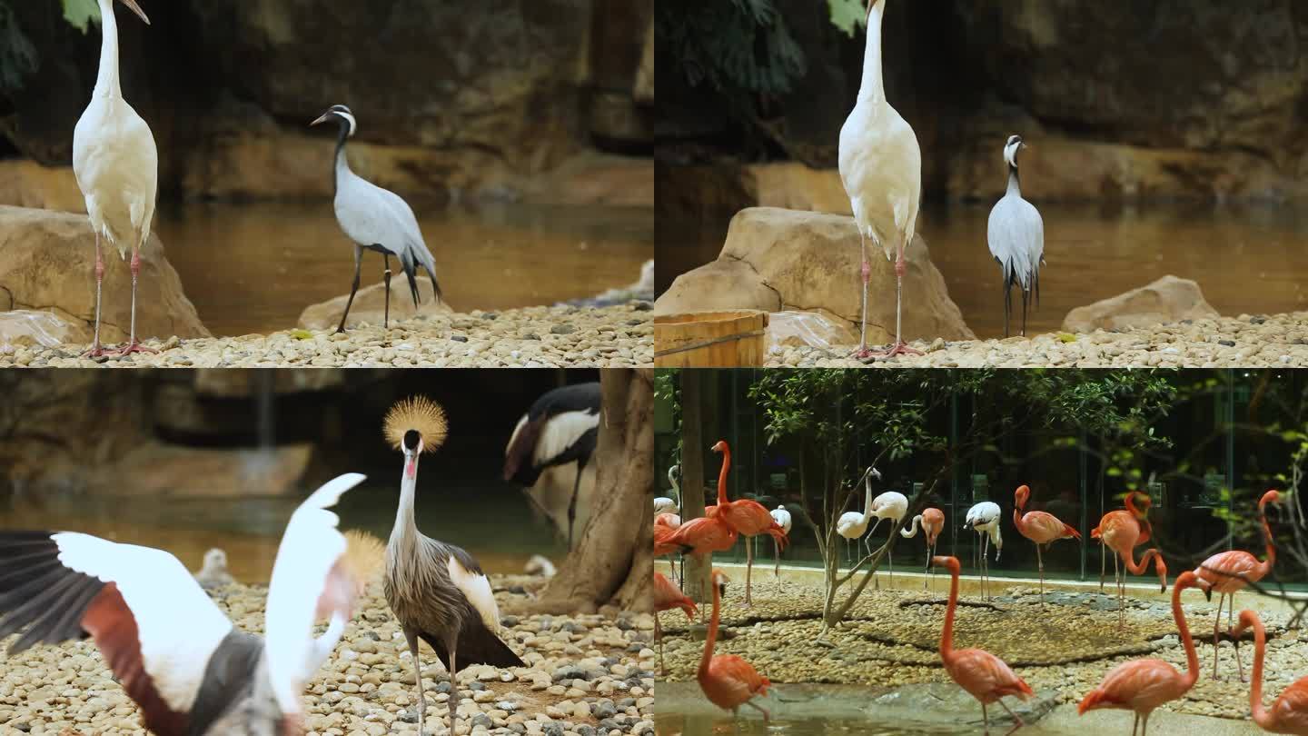 动物园 动物 鸟类 旅游观光