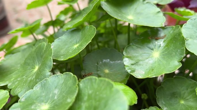 金钱草 香菇草 铜钱草 铜钱叶 蜜蜂