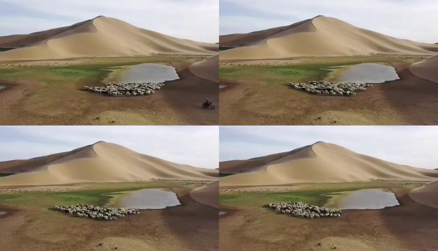 沙漠里的羊群