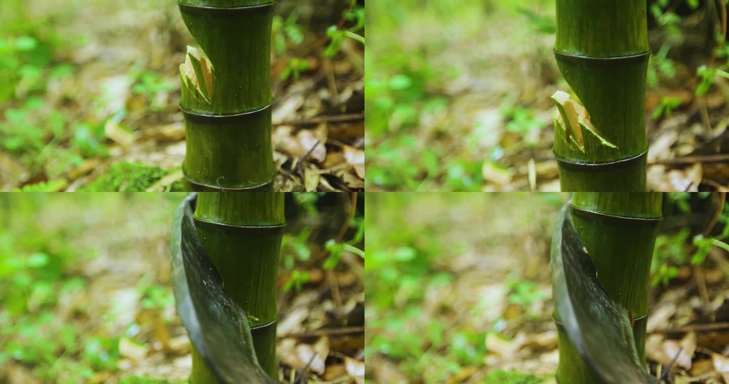 河流小溪 生态环境 采集竹子 传统工艺