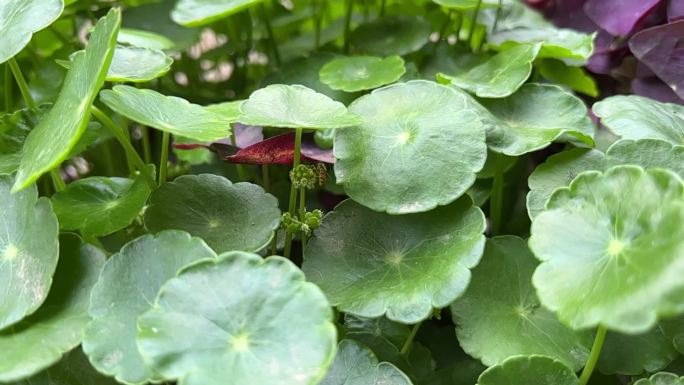 金钱草 香菇草 铜钱草 铜钱叶 蜜蜂