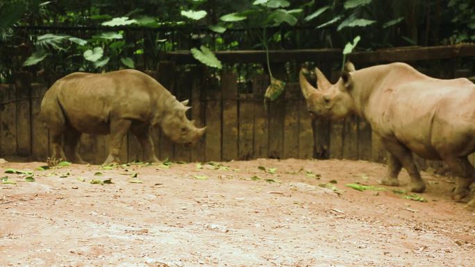 动物园 野生动物 犀牛 旅游观光