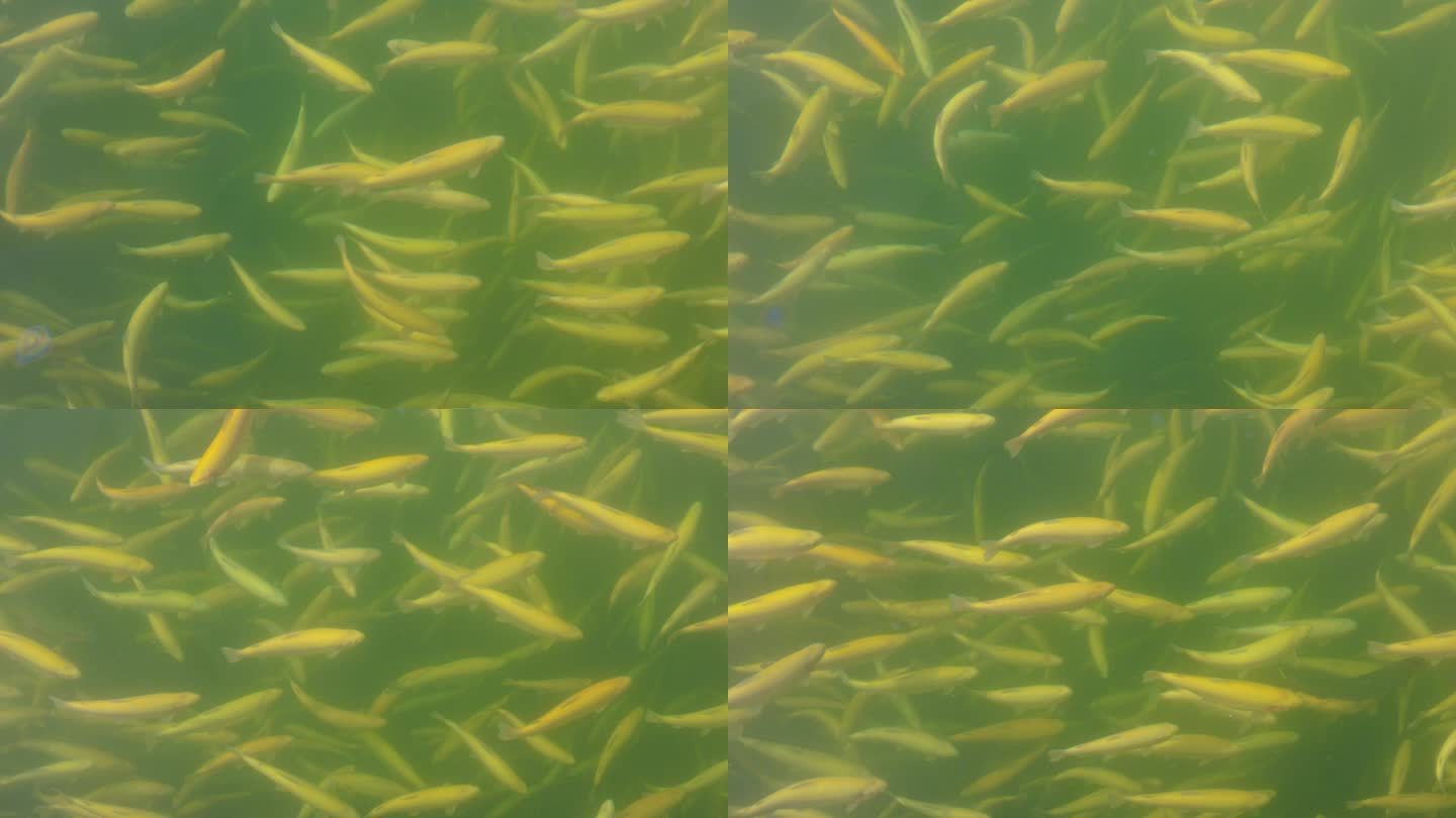 免费照片： 彩虹, 鳟鱼, 鱼, onchorhynchus, 鳟, 细节, 摄影