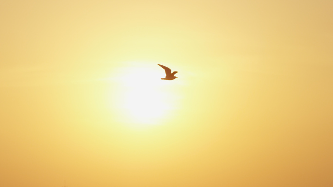 天空飞鸟，湖面太阳，金色夕阳