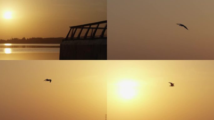 天空落日飞鸟湖面太阳日出金色夕阳