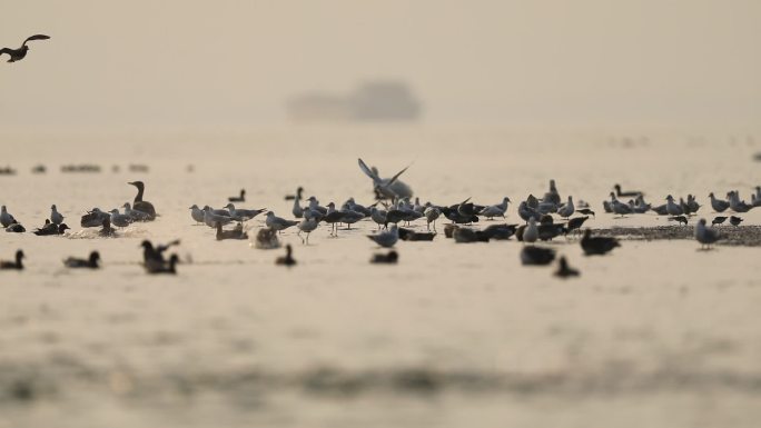 深圳湾的红嘴鸥