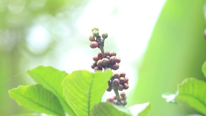 夏季树林