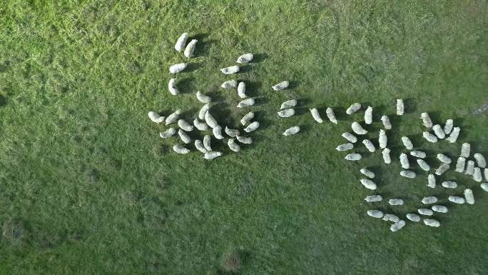 梅里诺羊在围场里草原上的小羊牧羊生态环境