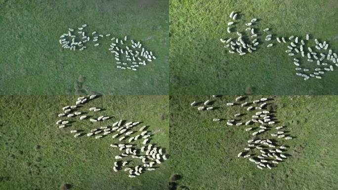 梅里诺羊在围场里草原上的小羊牧羊生态环境