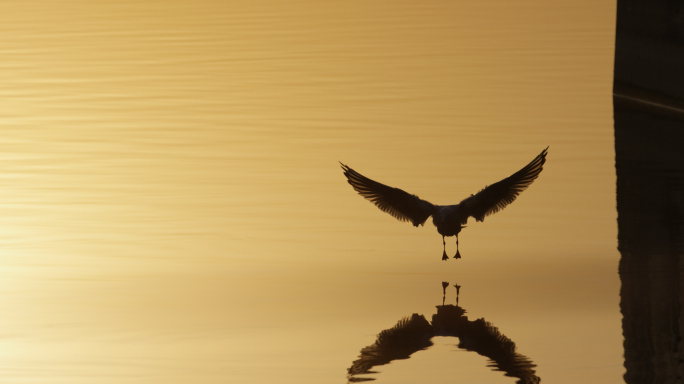 空镜湖边，湖面飞鸟自由翱翔，飞翔的鸟升格