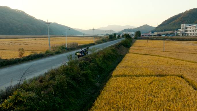 金秋 田园 马车 稻田