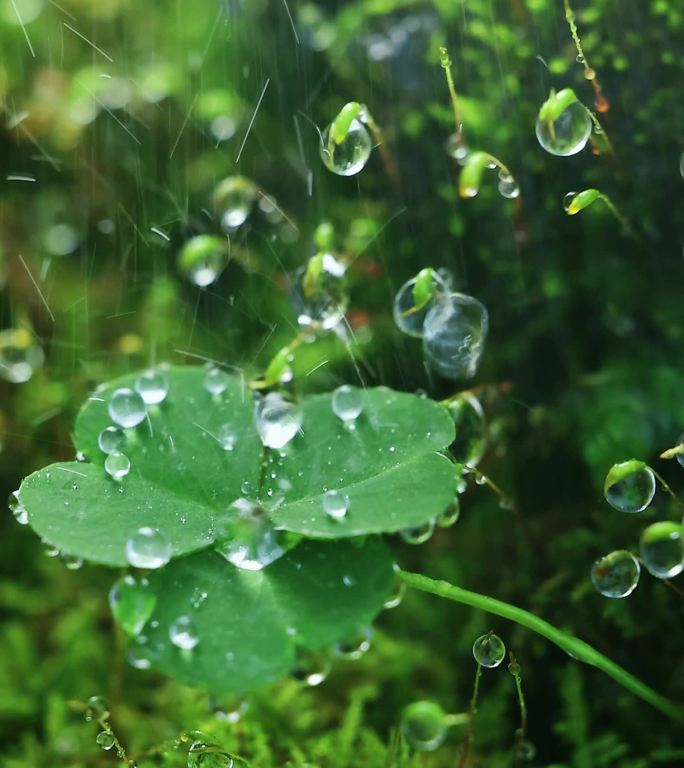 四叶草雨滴