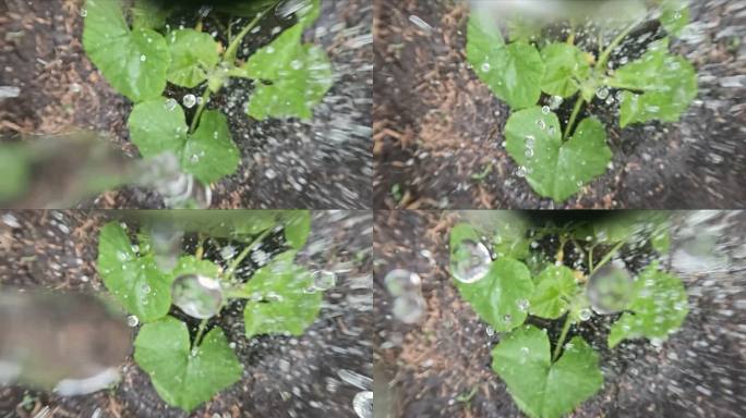 雨下得很大。雨滴落在农作物上。从上面看庄稼。慢动作。重点放在滴水上。版本3。