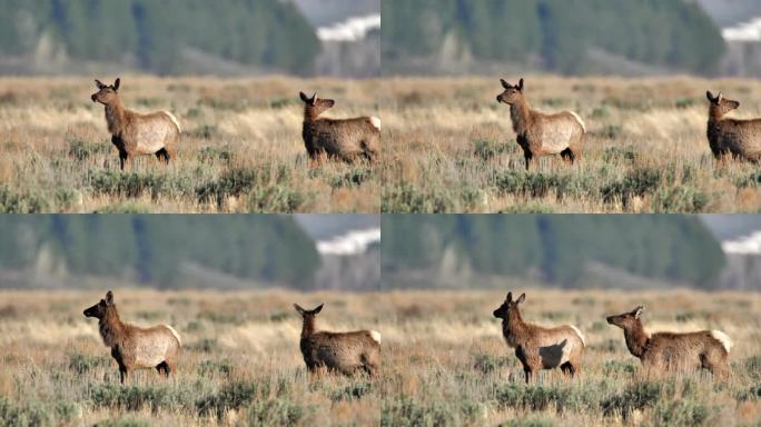 怀俄明州黄石国家公园放牧麋鹿