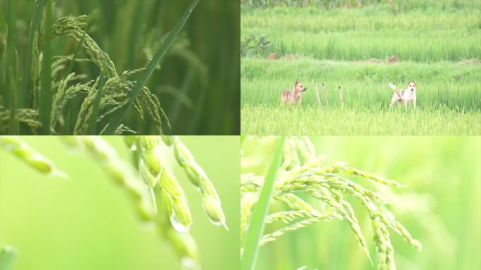 稻田 雨滴 鸟 小狗田园生活惬意A017