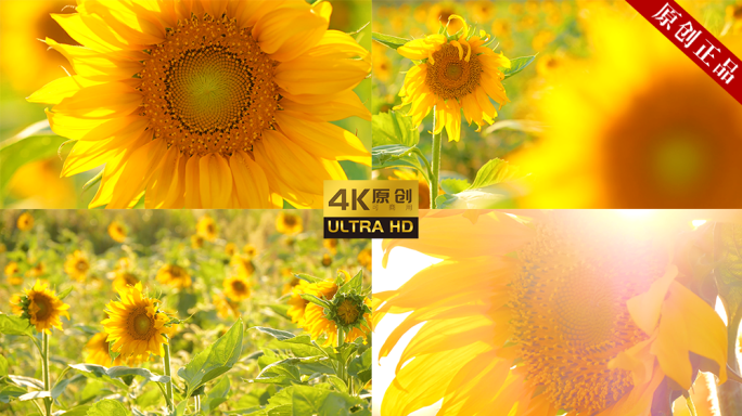 【4K原创拍摄可商用】向日葵积极向上生长