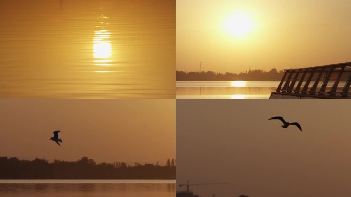 湖面阳光，飞鸟升格，唯美日出空镜金色水面