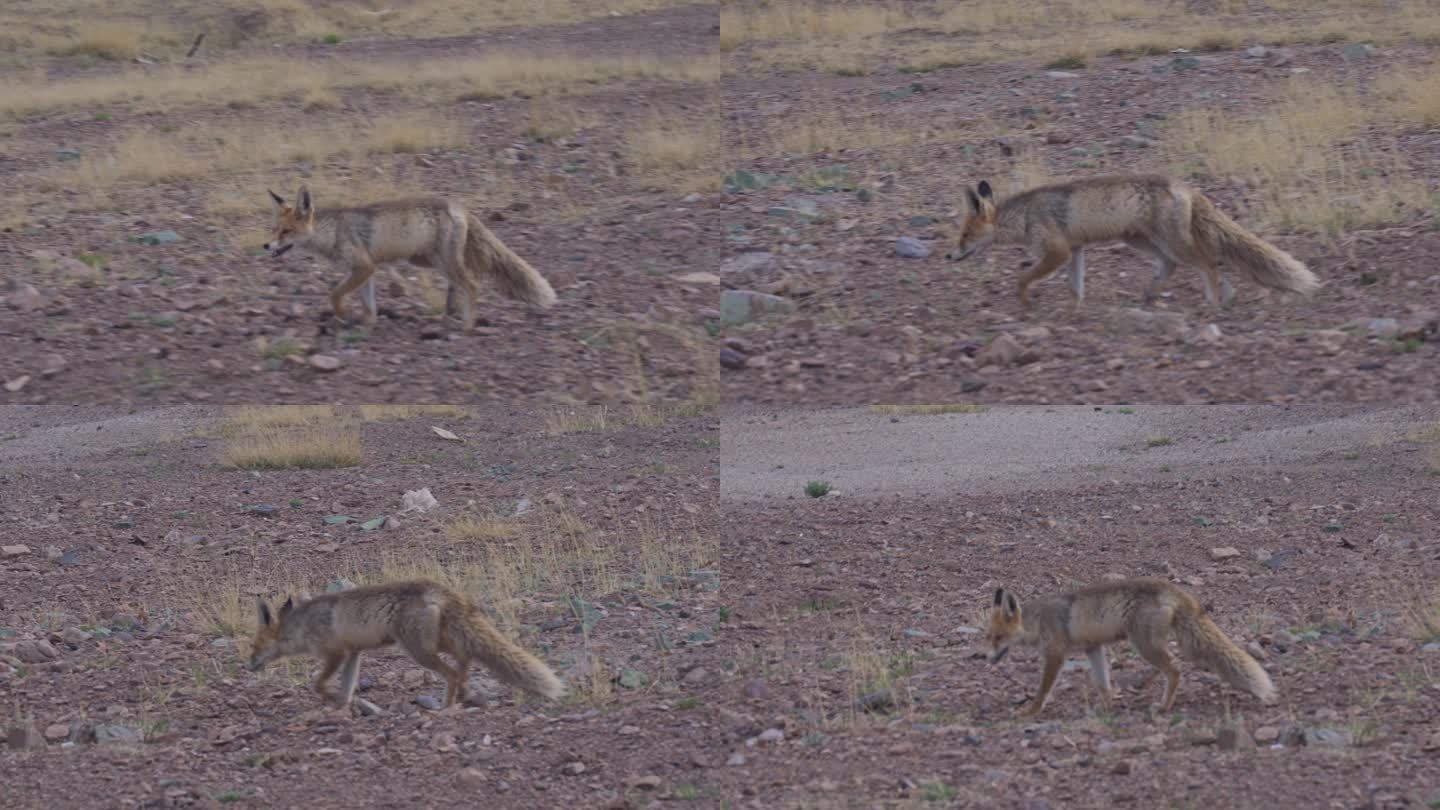 阿里草原上奔跑的野生藏狐狸