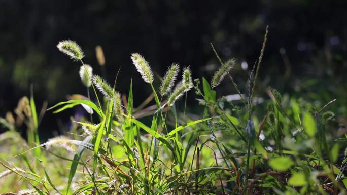 树叶绿草植物浪漫惬意生活-毛毛狗