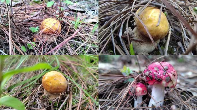 云南野生菌 牛肝菌  野生大红菌 食用菌