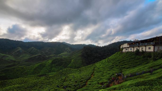 茶园风光 自然风光 唯美大气 茶山延时