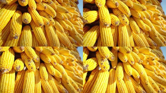 4k玉米棒丰收农业粮食大丰收