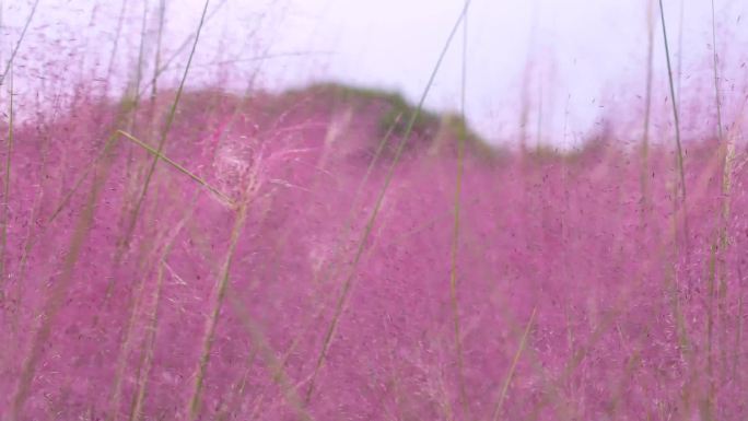 唯美粉黛乱子草