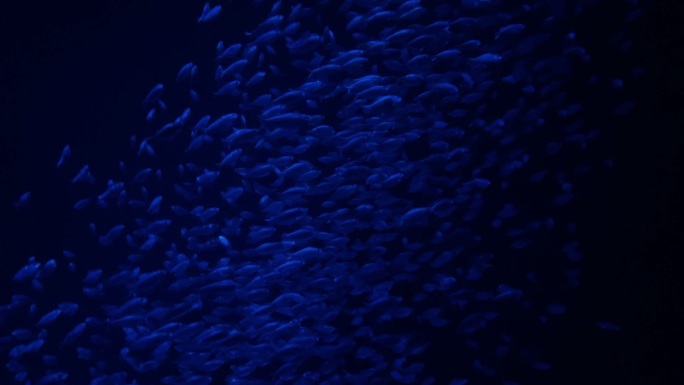 沙丁鱼在深蓝色水中游泳鱼学校慢动作视频系列