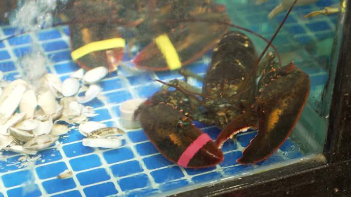 【4K 原创】海鲜水产螃蟹龙虾东星斑