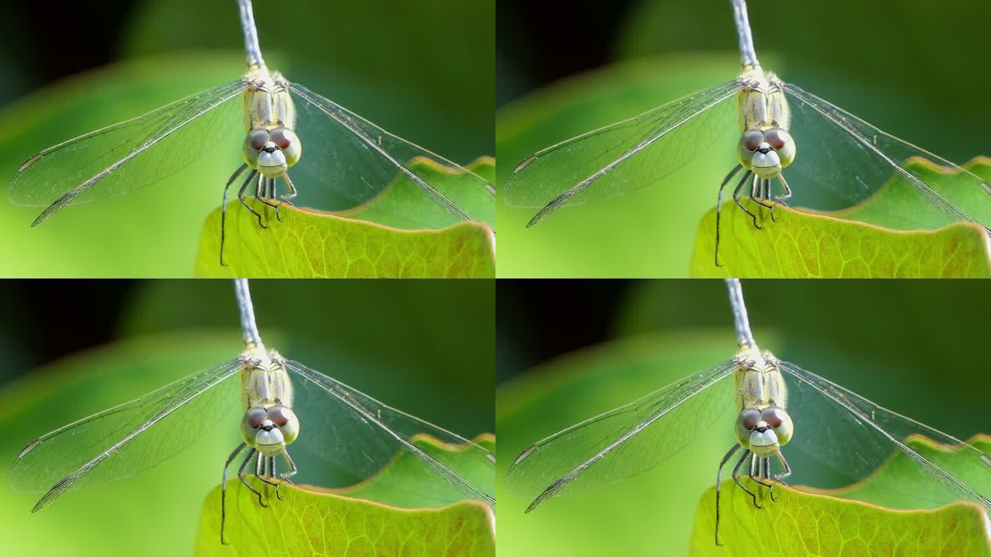 栖息在湿地树枝上的蜻蜓。