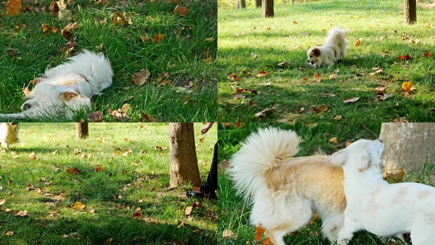升格拍摄狗狗在草地玩耍 狗狗奔跑慢镜头