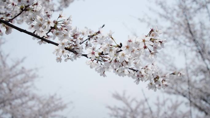 樱花林晚樱